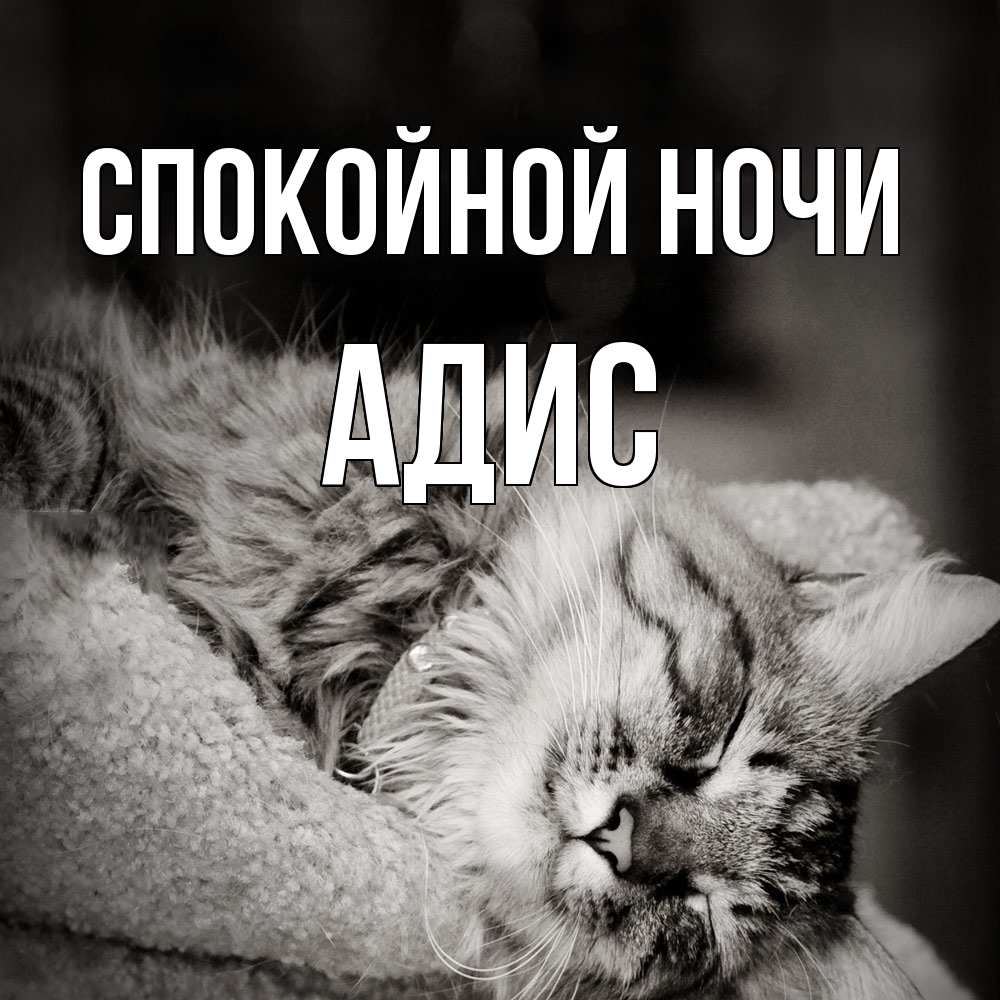 Открытка на каждый день с именем, Адис Спокойной ночи котярик пушистый Прикольная открытка с пожеланием онлайн скачать бесплатно 