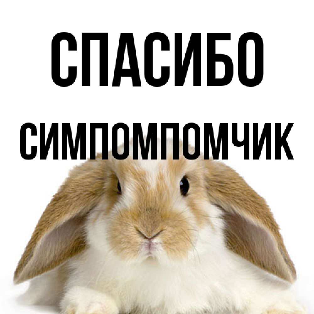 Открытка на каждый день с именем, Симпомпомчик Спасибо коричнево белый заяц Прикольная открытка с пожеланием онлайн скачать бесплатно 