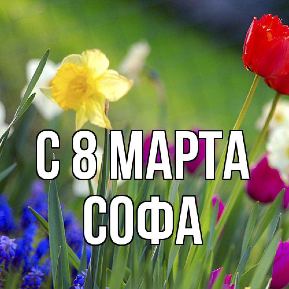 Открытка на каждый день с именем, Софа C 8 МАРТА международный женский день 3 Прикольная открытка с пожеланием онлайн скачать бесплатно 