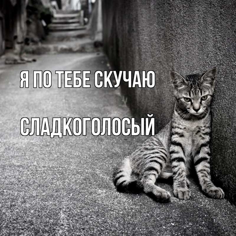 Картинка Я по тебе скучаю, Сладкоголосый