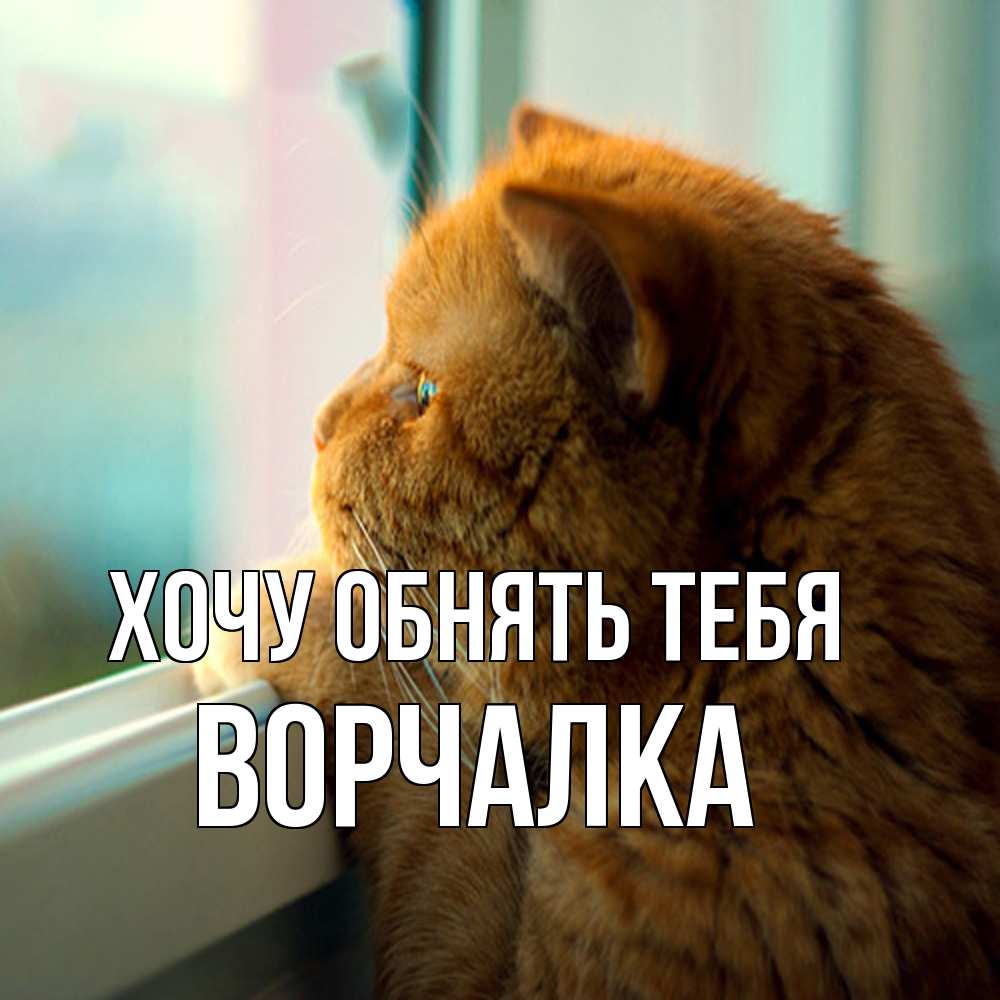 Открытка на каждый день с именем, Ворчалка Хочу обнять тебя большой огромный рыжий котяра Прикольная открытка с пожеланием онлайн скачать бесплатно 