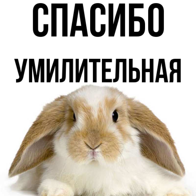 Картинка Спасибо, умилительная