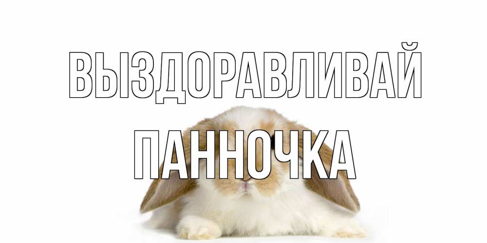Открытка на каждый день с именем, Панночка Выздоравливай вислоухий кролик белого и коричневого цвета Прикольная открытка с пожеланием онлайн скачать бесплатно 