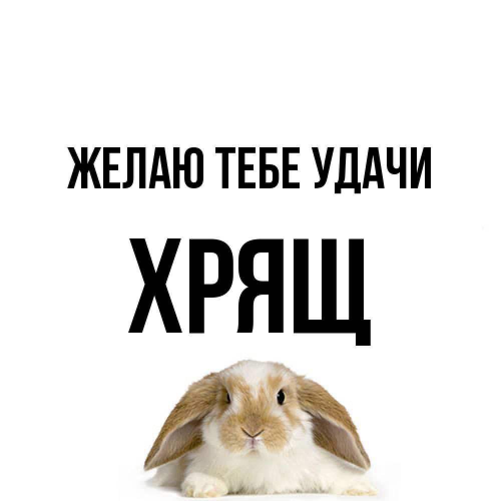 Открытка на каждый день с именем, Хрящ Желаю тебе удачи открытки с произвольным текстом который можно вставить в открытку и создать ее самостоятельно бесплатно онлайн Прикольная открытка с пожеланием онлайн скачать бесплатно 