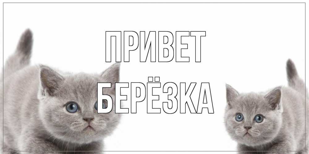 Открытка на каждый день с именем, Берёзка Привет коты Прикольная открытка с пожеланием онлайн скачать бесплатно 