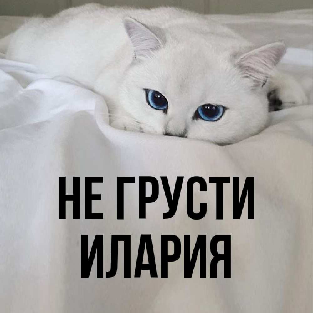 Открытка на каждый день с именем, Илария Не грусти Голубоглазая кошка Прикольная открытка с пожеланием онлайн скачать бесплатно 