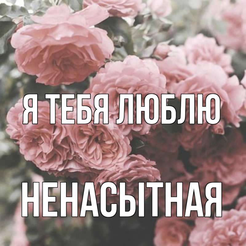 Картинка Я тебя люблю, Ненасытная