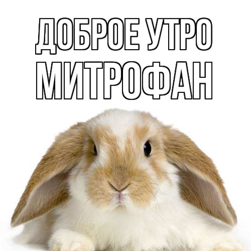 Картинка Доброе утро, Митрофан