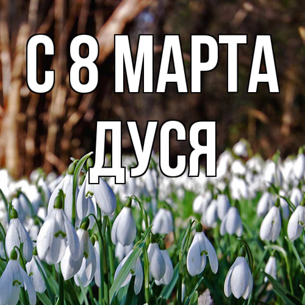 Открытка на каждый день с именем, Дуся C 8 МАРТА с подснежниками 1 Прикольная открытка с пожеланием онлайн скачать бесплатно 