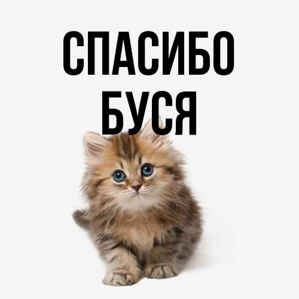 Открытка на каждый день с именем, Буся Спасибо пушистый котик Прикольная открытка с пожеланием онлайн скачать бесплатно 