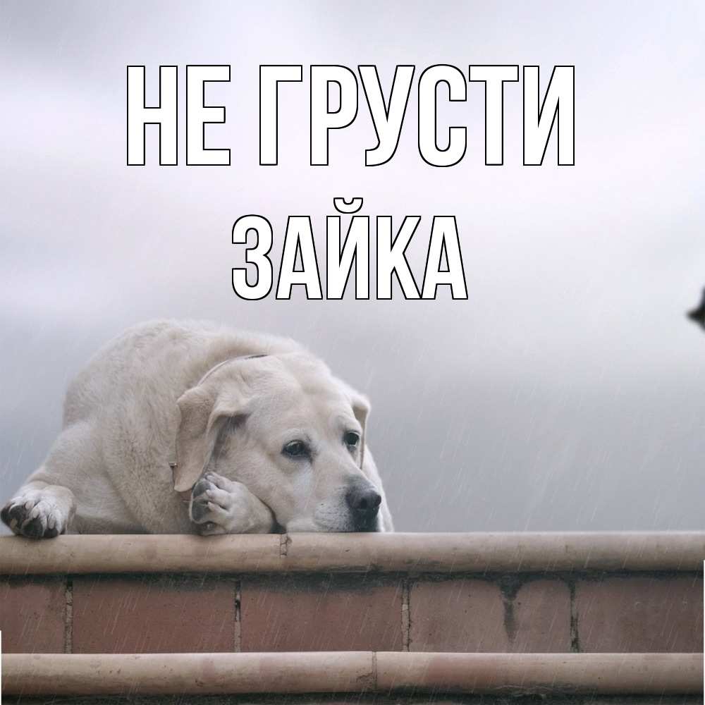 Открытка на каждый день с именем, Зайка Не грусти белый пес 1 Прикольная открытка с пожеланием онлайн скачать бесплатно 