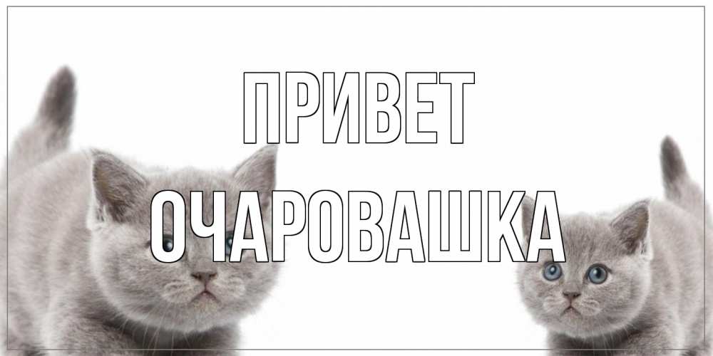 Открытка на каждый день с именем, Очаровашка Привет коты Прикольная открытка с пожеланием онлайн скачать бесплатно 