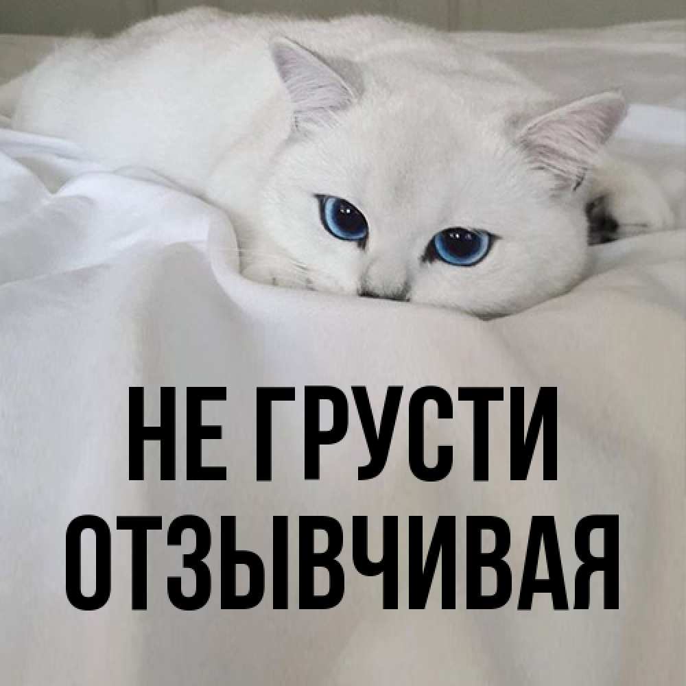 Открытка на каждый день с именем, Отзывчивая Не грусти Голубоглазая кошка Прикольная открытка с пожеланием онлайн скачать бесплатно 