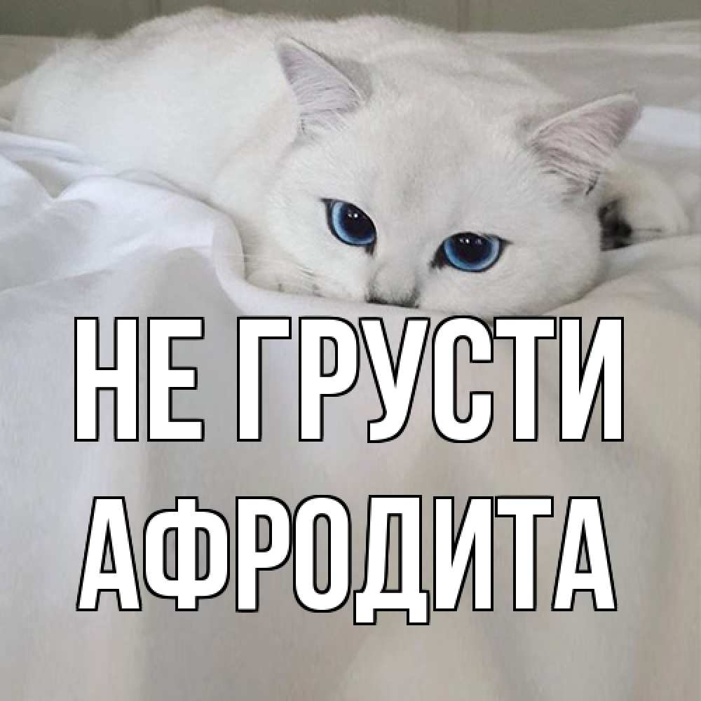 Открытка на каждый день с именем, Афродита Не грусти белый кот с голубыми глазами на белоснежной кровати Прикольная открытка с пожеланием онлайн скачать бесплатно 