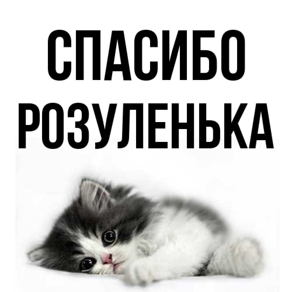 Открытка на каждый день с именем, Розуленька Спасибо черный и белый кот Прикольная открытка с пожеланием онлайн скачать бесплатно 