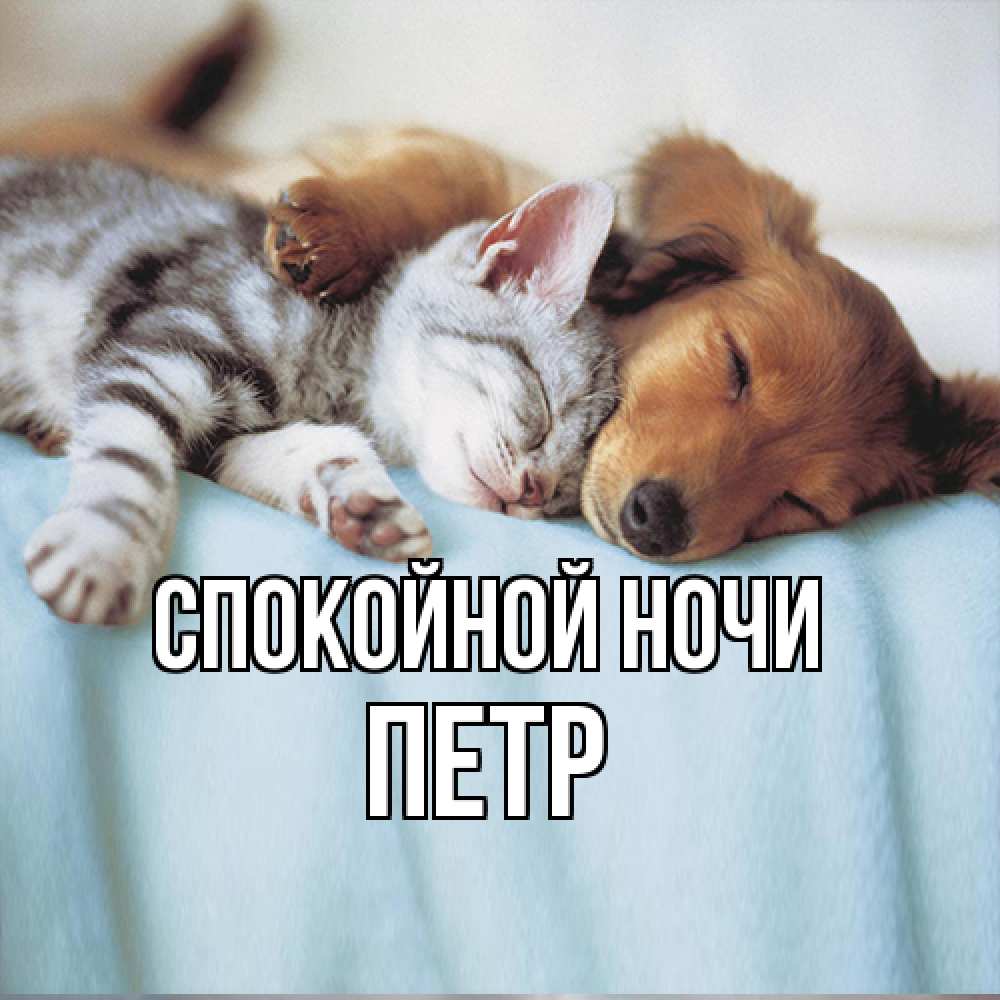 Открытка на каждый день с именем, Петр Спокойной ночи с животными Прикольная открытка с пожеланием онлайн скачать бесплатно 