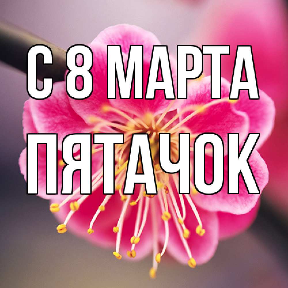Открытка на каждый день с именем, Пятачок C 8 МАРТА цветы Прикольная открытка с пожеланием онлайн скачать бесплатно 