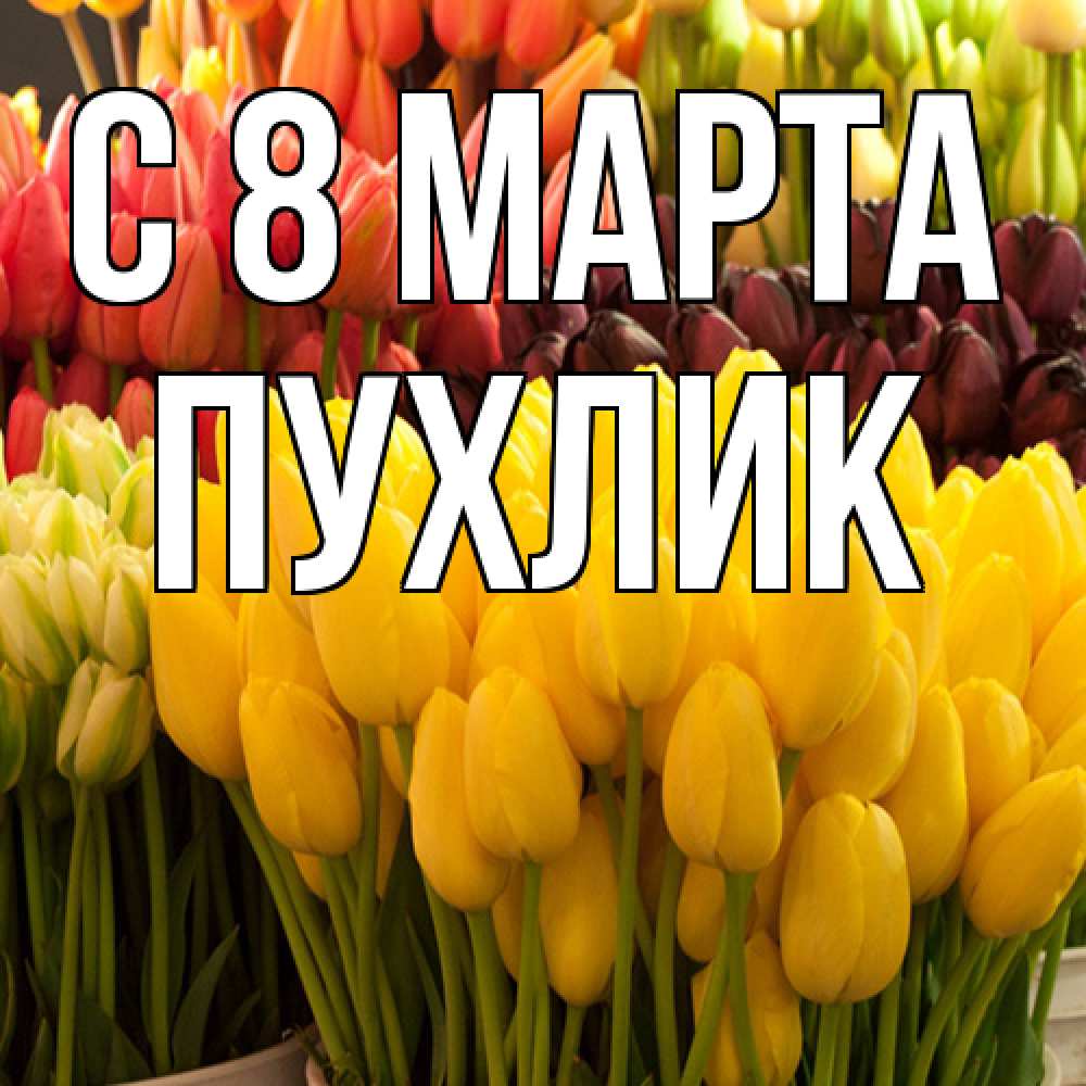 Открытка на каждый день с именем, пухлик C 8 МАРТА цветы Прикольная открытка с пожеланием онлайн скачать бесплатно 