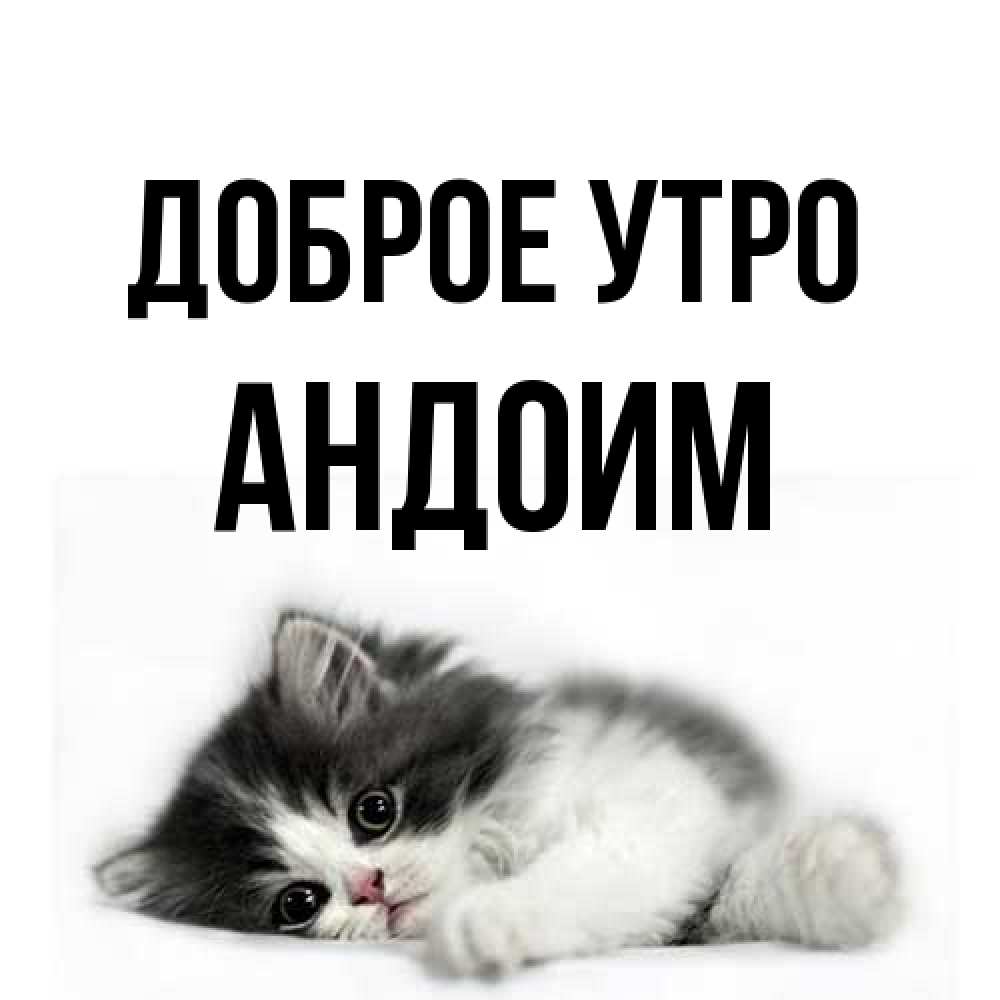 Открытка на каждый день с именем, Андоим Доброе утро кот лапки Прикольная открытка с пожеланием онлайн скачать бесплатно 