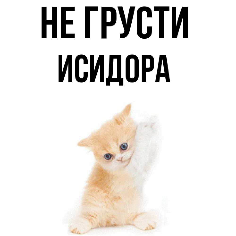 Открытка на каждый день с именем, Исидора Не грусти просящий кот Прикольная открытка с пожеланием онлайн скачать бесплатно 
