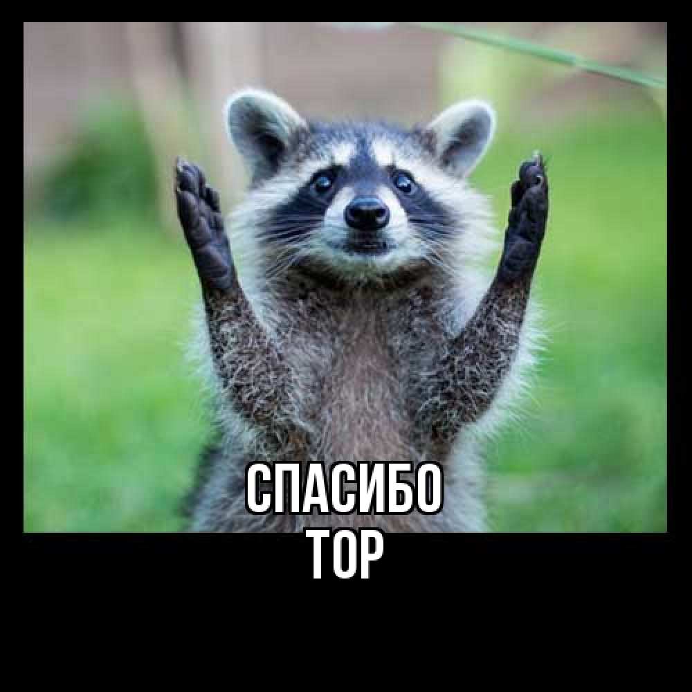 Открытка на каждый день с именем, Тор Спасибо милые животные Прикольная открытка с пожеланием онлайн скачать бесплатно 